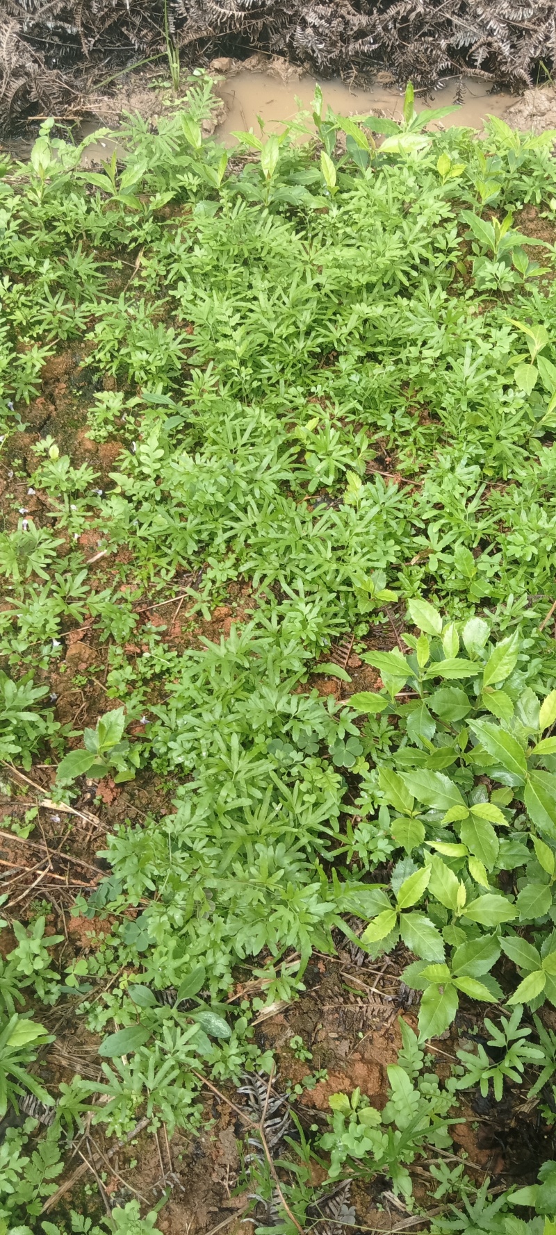 海金沙中药材菌藻类海金沙，高阶产量大丰收