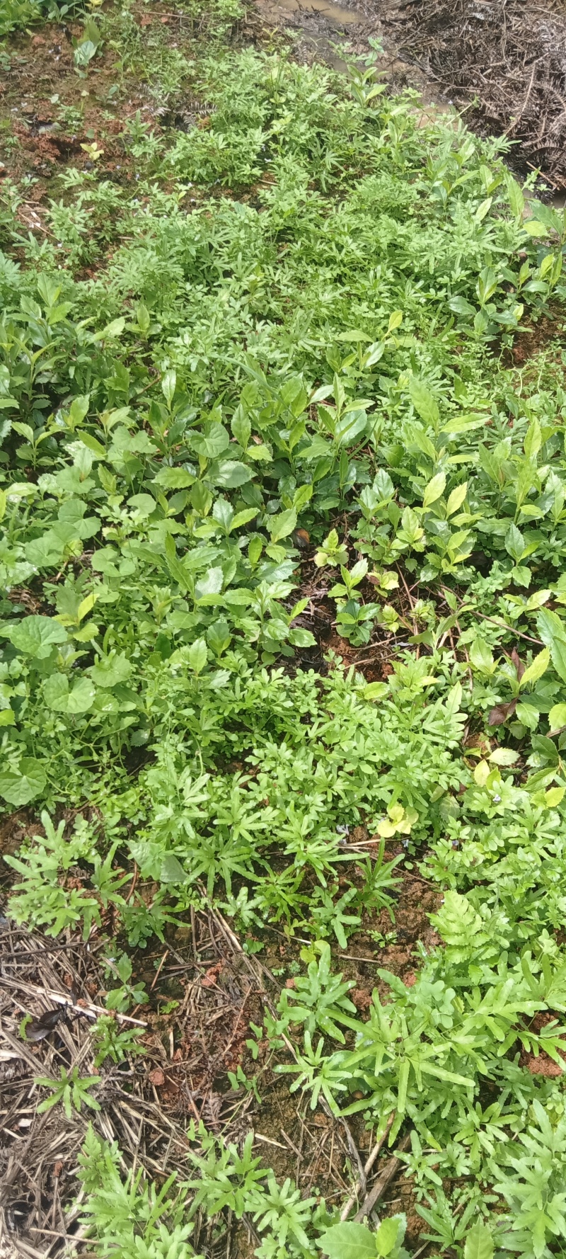 海金沙中药材菌藻类海金沙，高阶产量大丰收