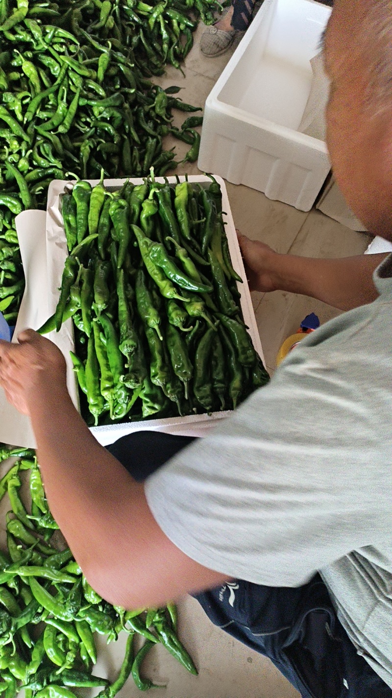 【千斤直发】山东寿光新鲜蔬菜辣妹子辣椒，
