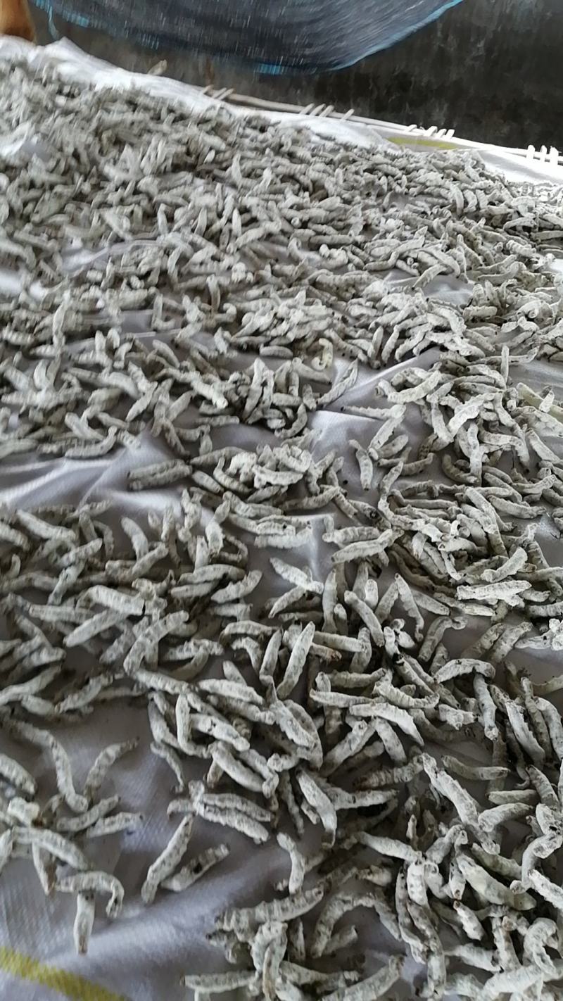 永仁白僵蚕