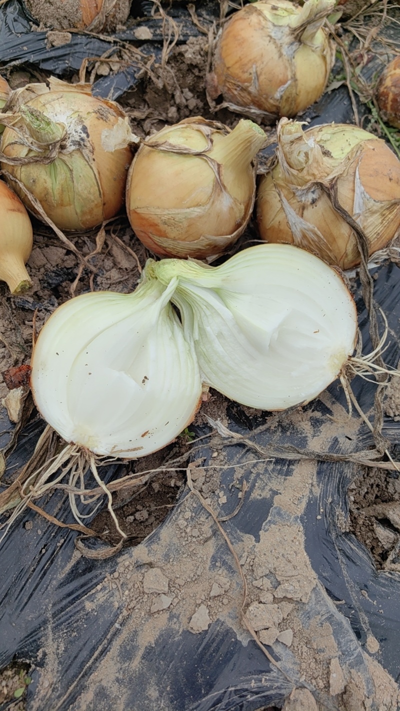黄洋葱红洋葱紫洋葱鲜洋葱产地直供