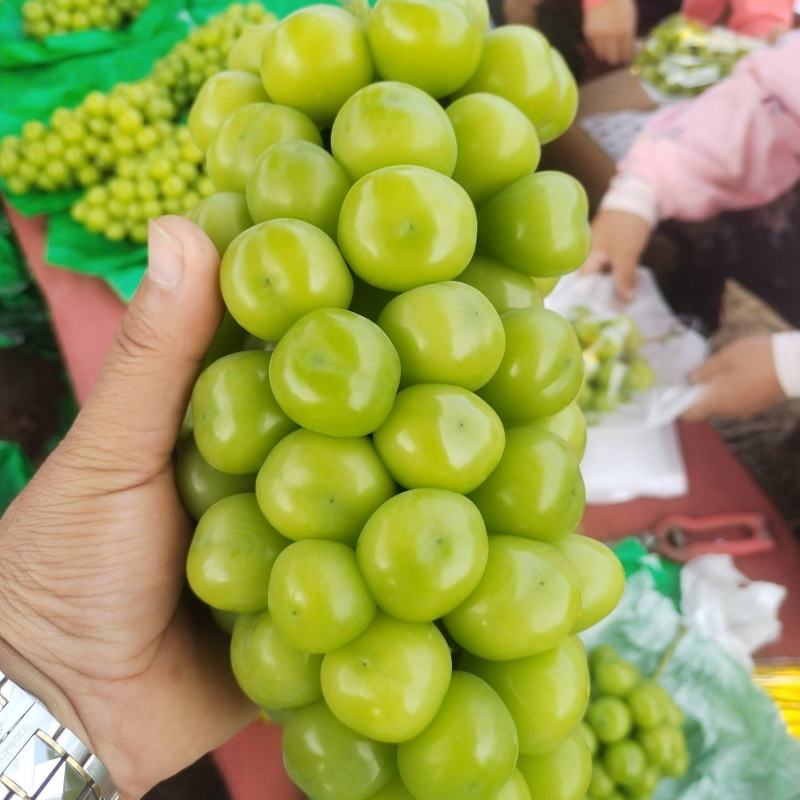阳光玫瑰葡萄