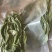 精品贡菜，真空包装产地直供货源充足全国供应