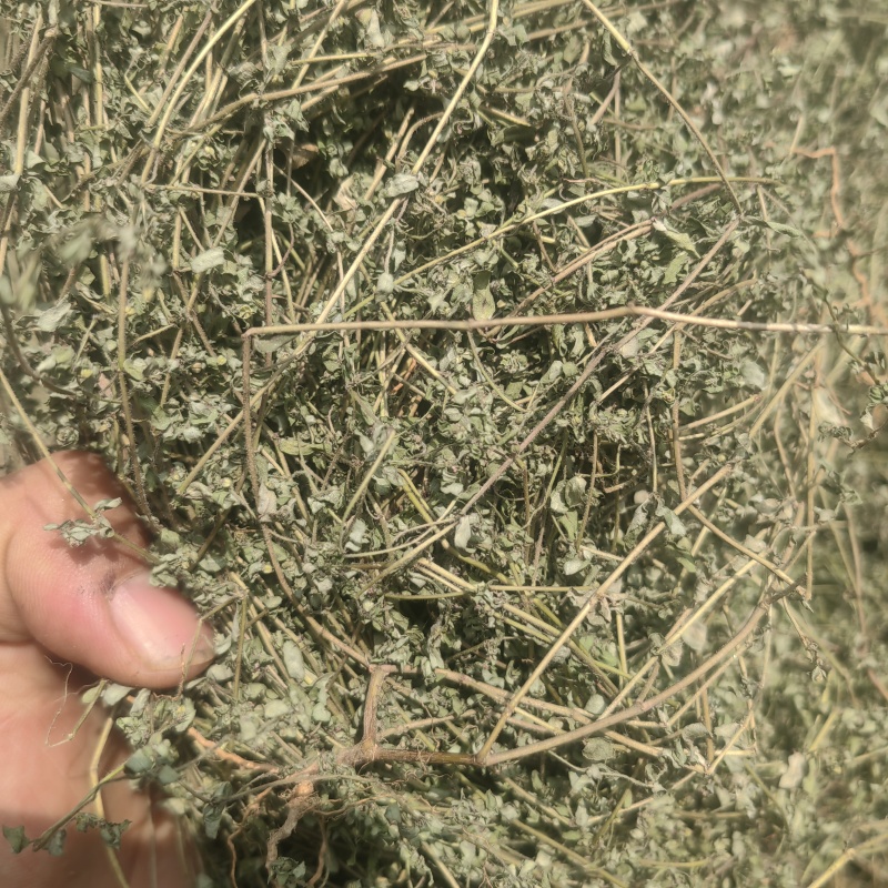 野生地锦草中药材斑地锦草花盖地血见愁红丝草奶汁浆草