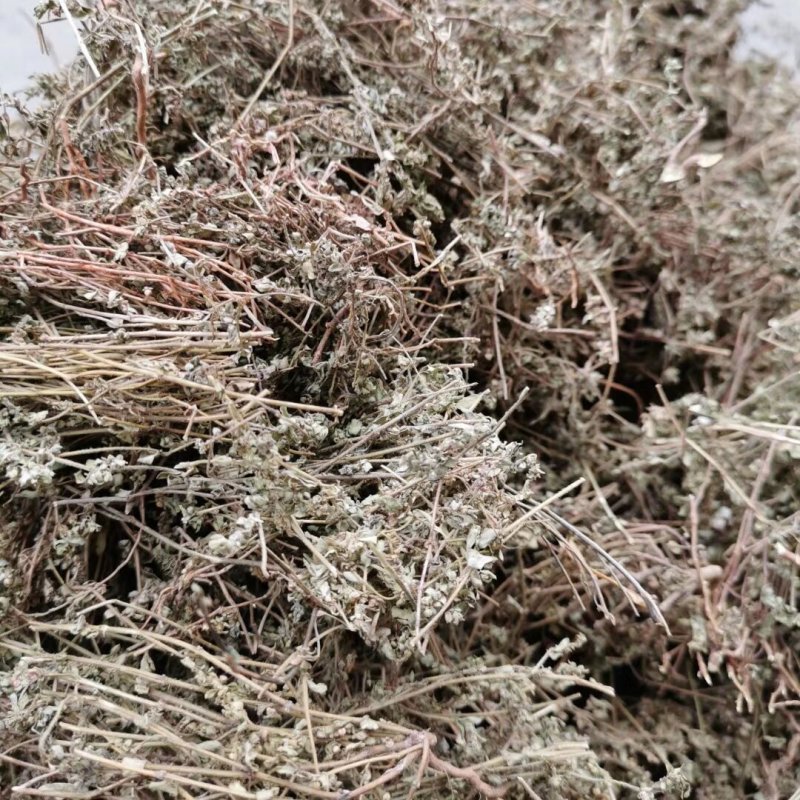野生地锦草中药材斑地锦草花盖地血见愁红丝草奶汁浆草