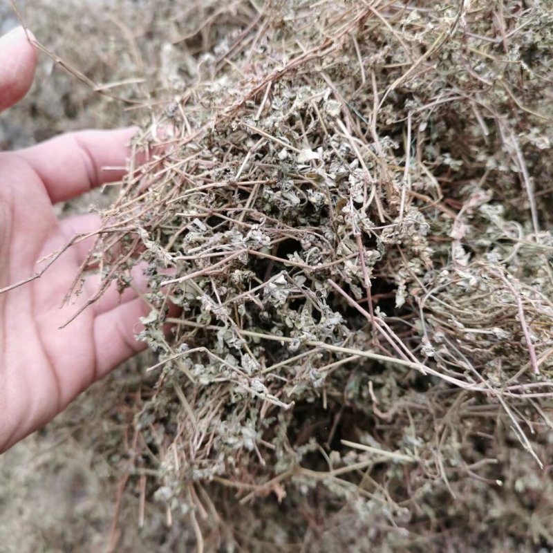 野生地锦草中药材斑地锦草花盖地血见愁红丝草奶汁浆草