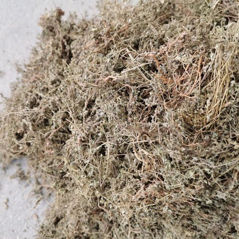 野生地锦草中药材斑地锦草花盖地血见愁红丝草奶汁浆草