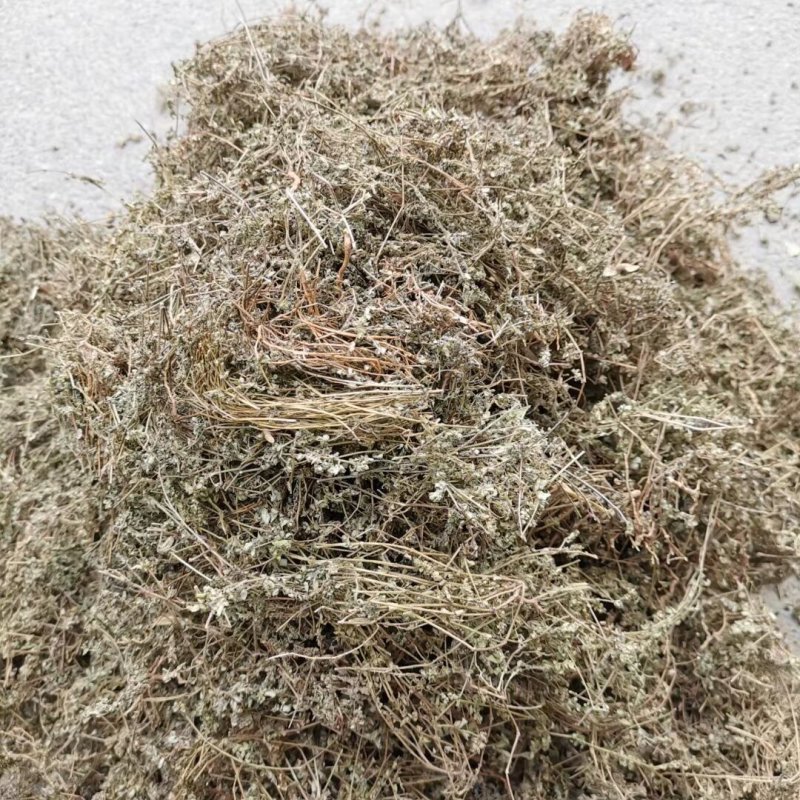 野生地锦草中药材斑地锦草花盖地血见愁红丝草奶汁浆草