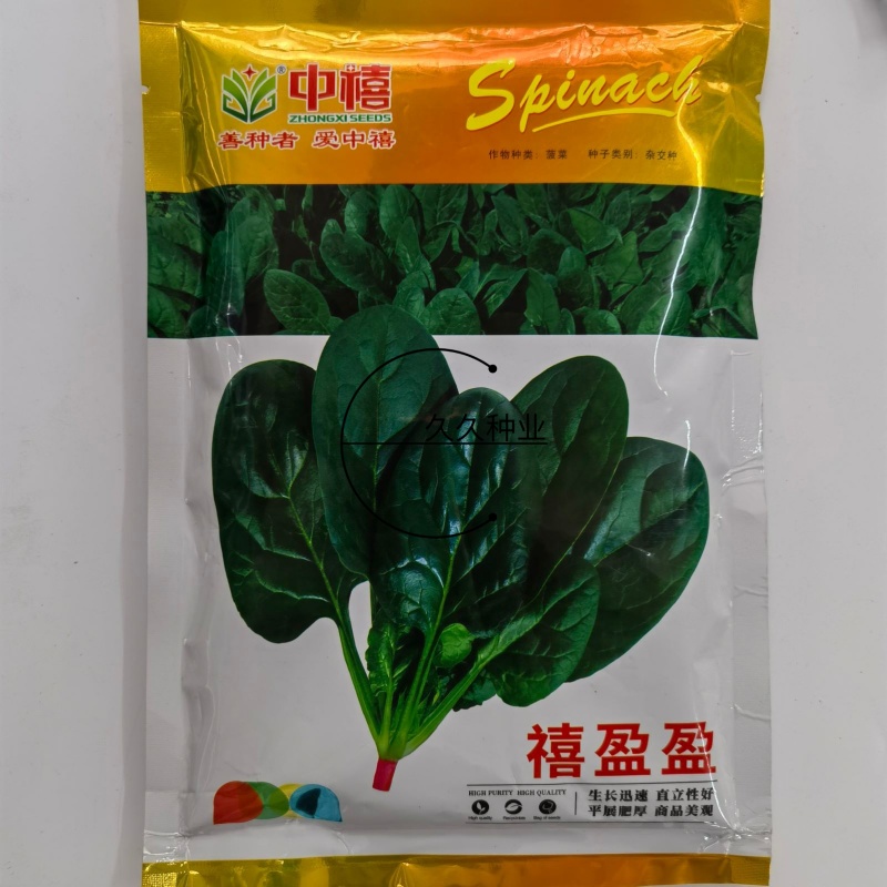禧盈盈一代杂交菠菜种子植株生长快叶色深绿耐捆绑抗病强