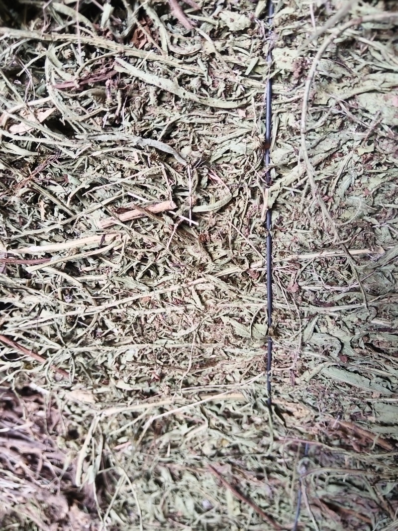 云南野生无硫自然晒干无根切段臭灵丹草统货新货
