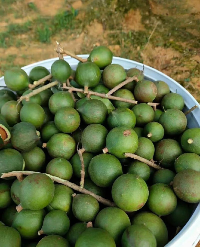 夏威夷坚果