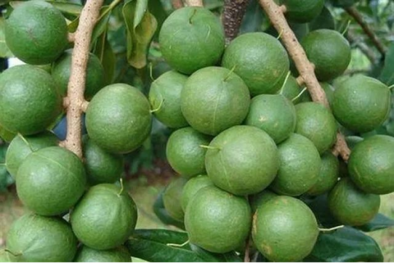 夏威夷坚果