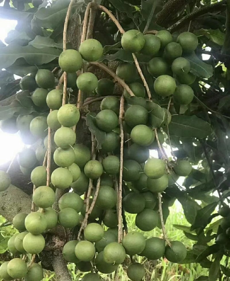 夏威夷坚果