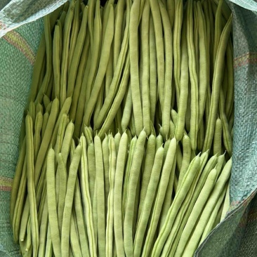 大量供应，四季豆，小金豆，每天40多吨，需要的老板联系。