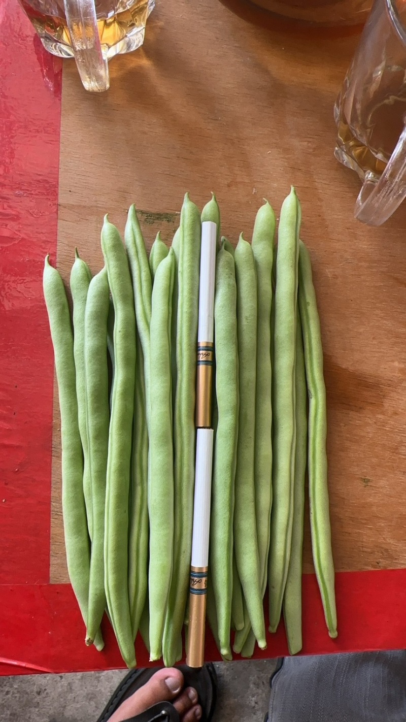 大量供应，四季豆，小金豆，每天40多吨，需要的老板联系。