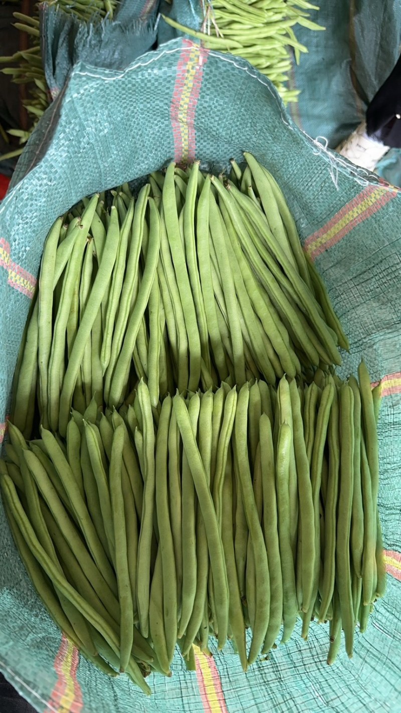 大量供应，四季豆，小金豆，每天40多吨，需要的老板联系。