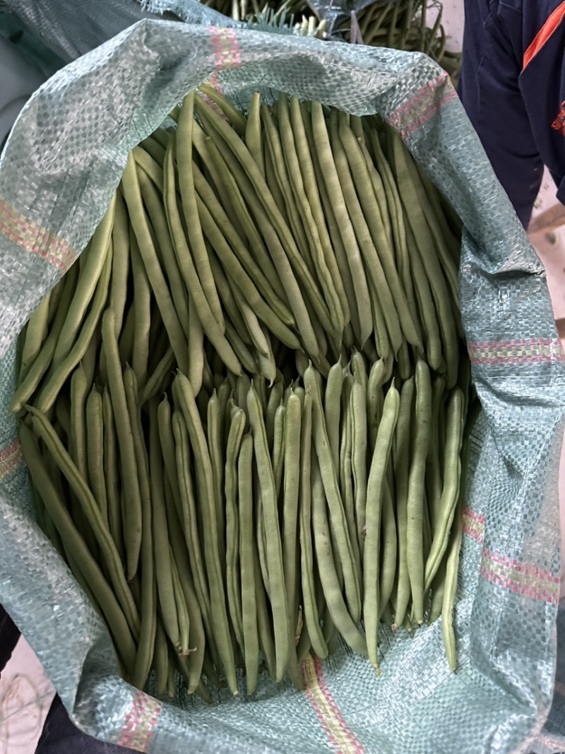 大量供应，四季豆，小金豆，每天40多吨，需要的老板联系。