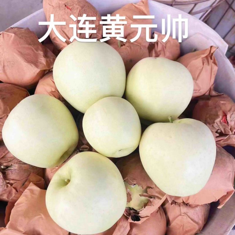 辽宁大连黄元帅苹果一手货源大量货源全国代发