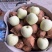 辽宁大连黄元帅苹果一手货源大量货源全国代发