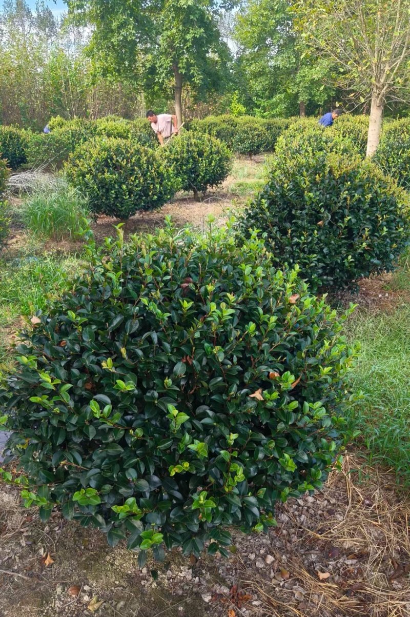 茶梅球冠幅:1m、1.2m、1.5m量大价优，欢迎订购。