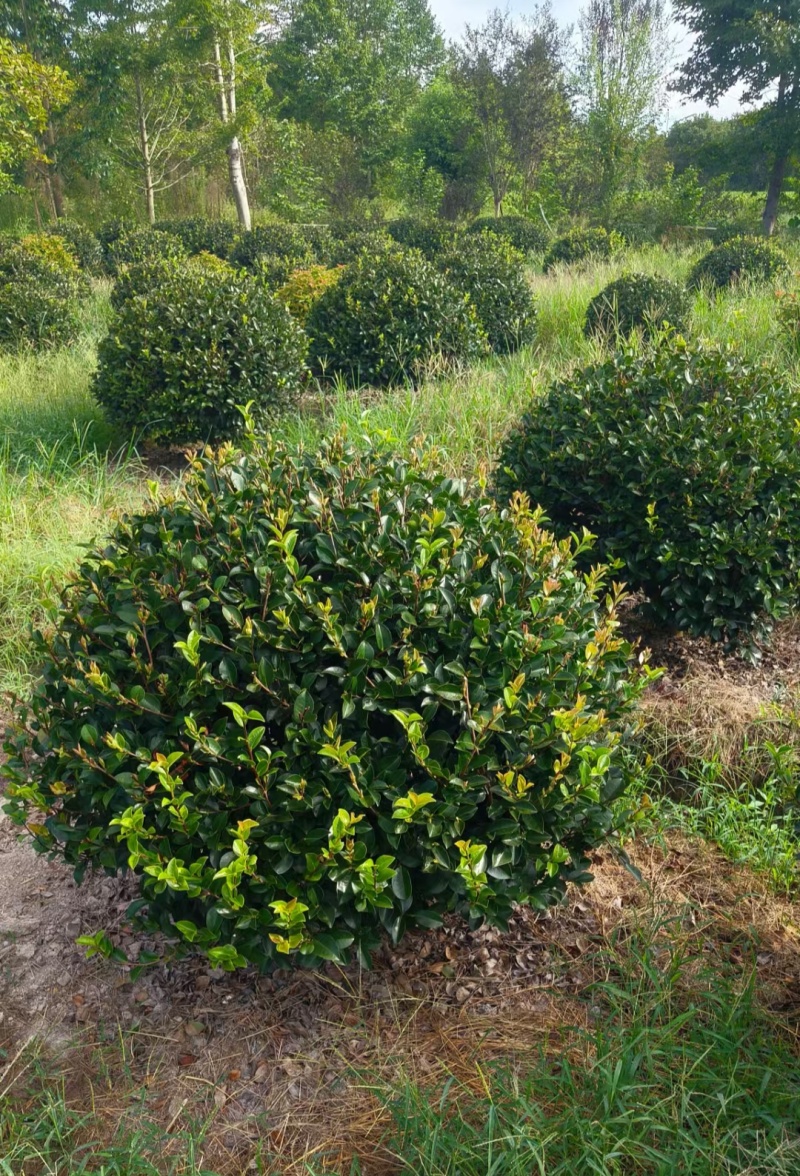 茶梅球冠幅:1m、1.2m、1.5m量大价优，欢迎订购。