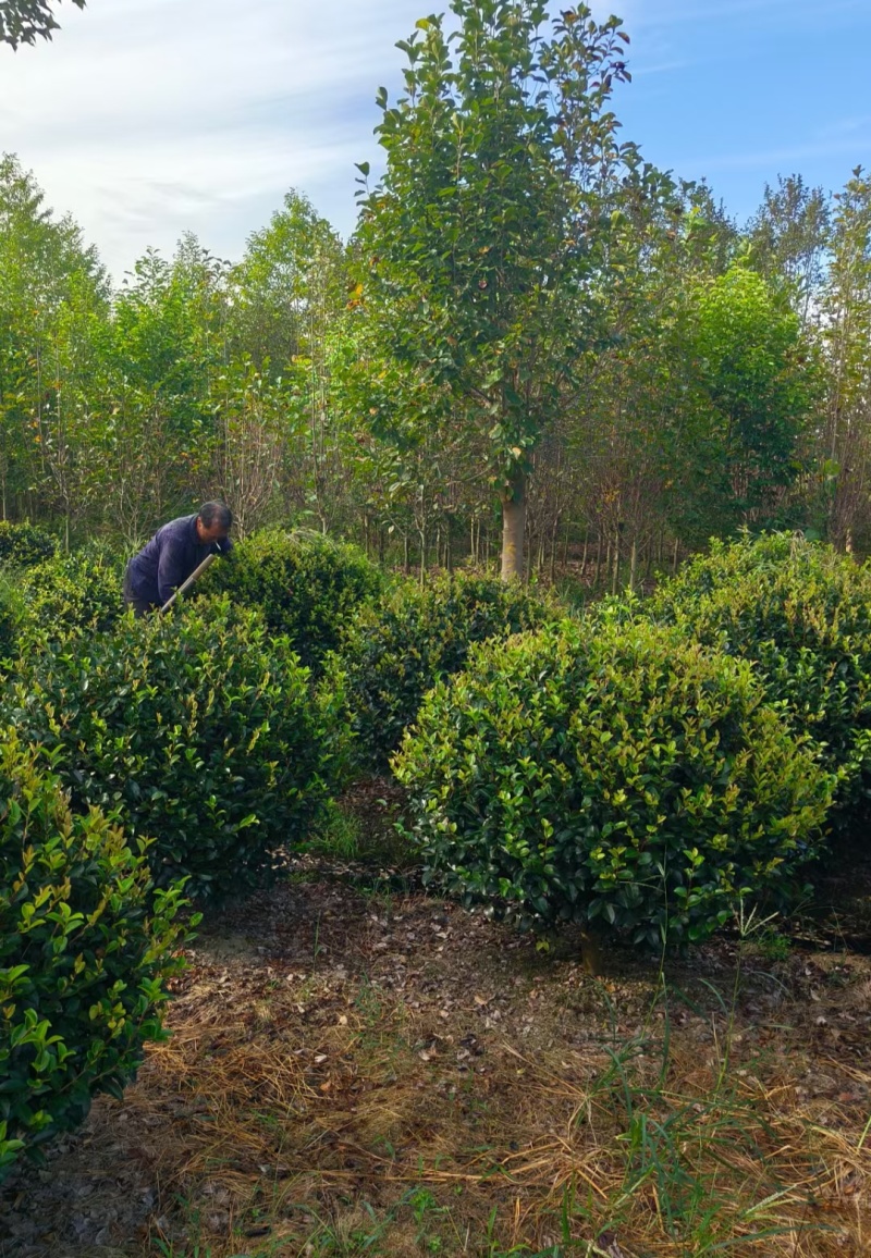 茶梅球冠幅:1m、1.2m、1.5m量大价优，欢迎订购。