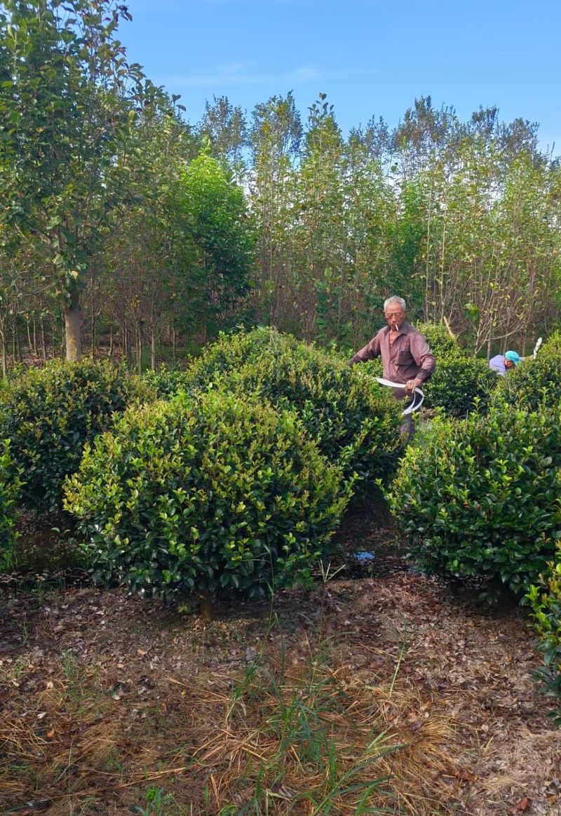 茶梅球冠幅:1m、1.2m、1.5m量大价优，欢迎订购。