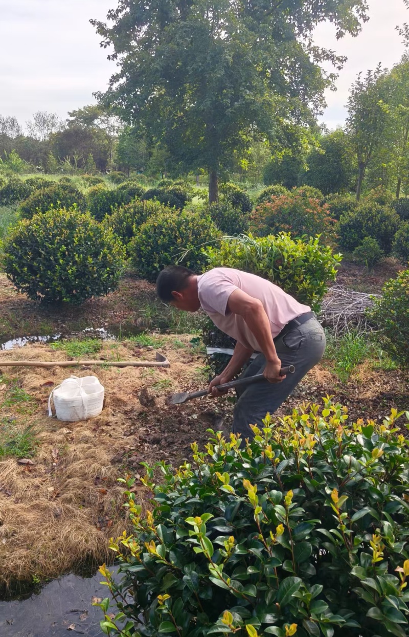 茶梅球冠幅:1m、1.2m、1.5m量大价优，欢迎订购。