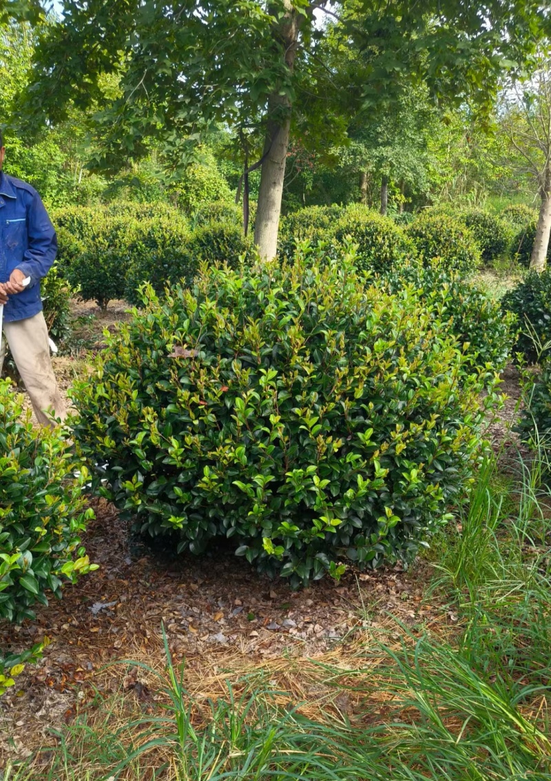 茶梅球冠幅:1m、1.2m、1.5m量大价优，欢迎订购。