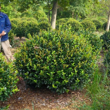 茶梅球冠幅:1m、1.2m、1.5m量大价优，欢迎订购。
