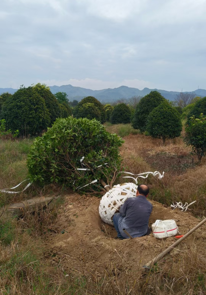 丛生金桂冠幅:2.5m、3m，量大价优，欢迎订购。