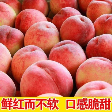 山东冰糖蜜桃子，产地一手货源，高次，通货，精品，各种规格