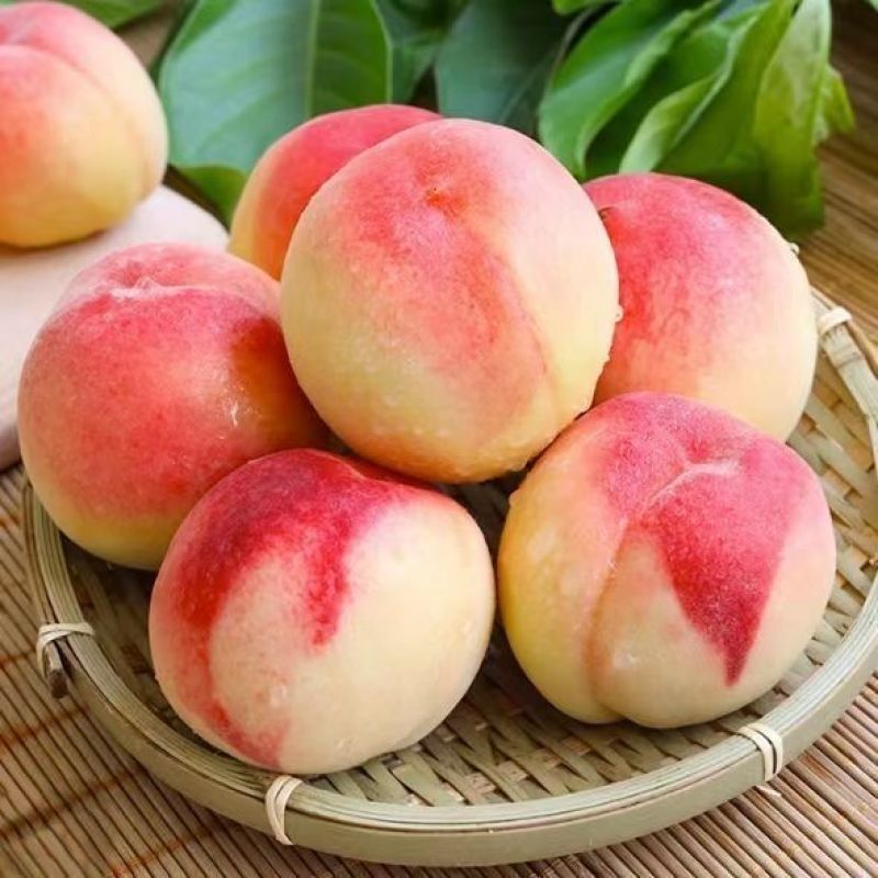 山东冰糖蜜桃子，产地一手货源，高次，通货，精品，各种规格