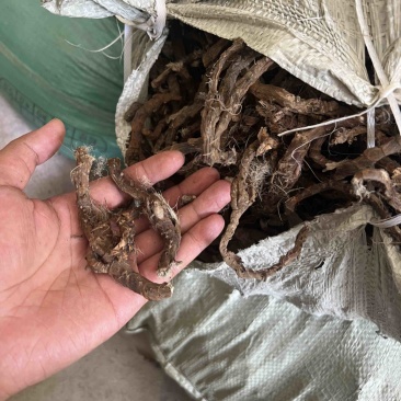 全网低价货源充足优选石菖蒲等你选购欢迎联系
