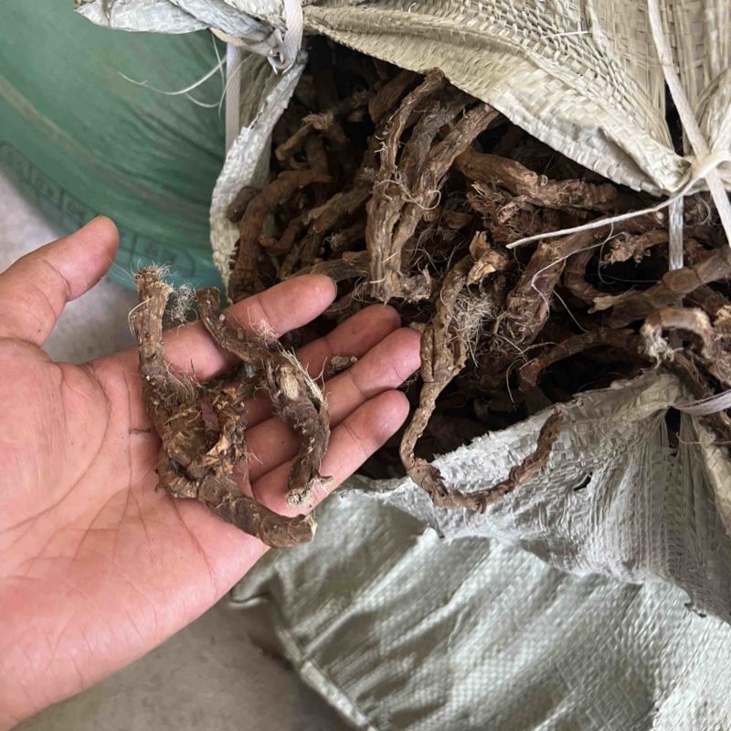 全网低价货源充足优选石菖蒲等你选购欢迎联系