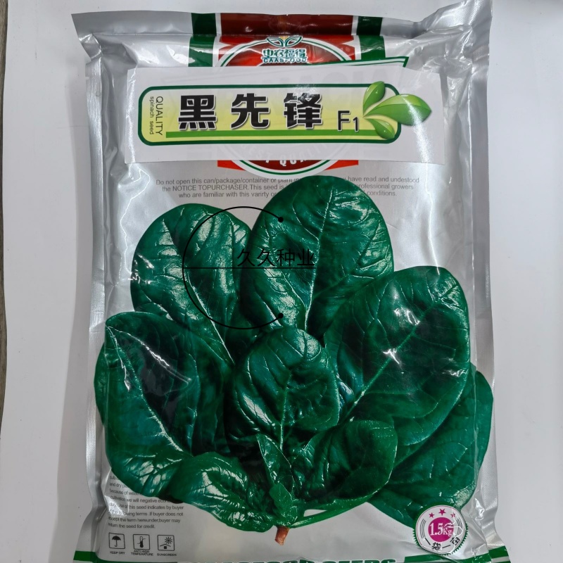 黑先锋菠菜种子黑圆叶优质杂交新品种耐抽苔耐热耐寒大田用种