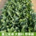 黑先锋菠菜种子黑圆叶优质杂交新品种耐抽苔耐热耐寒大田用种