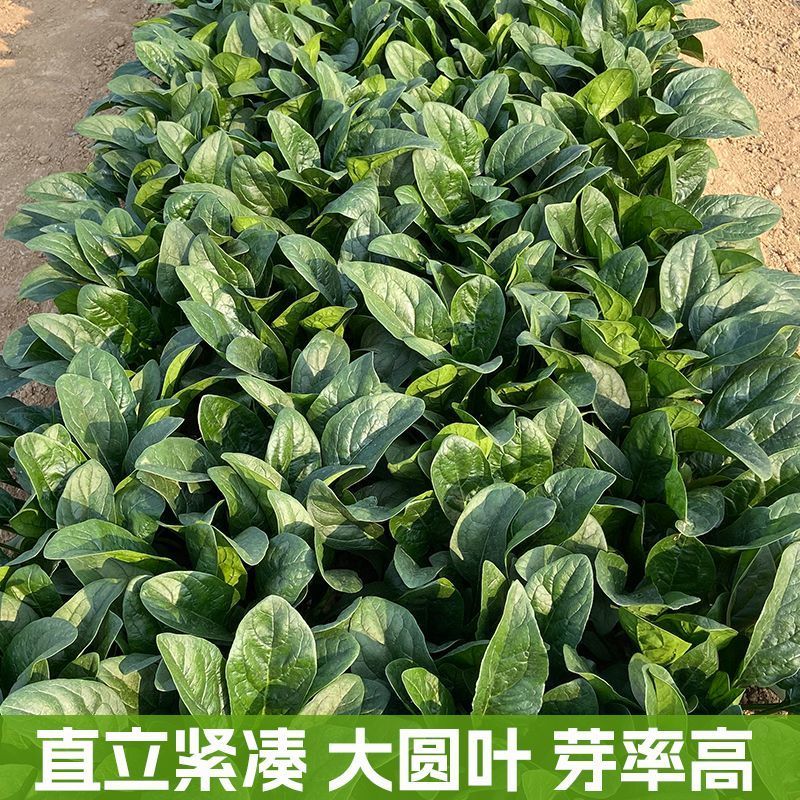 黑先锋菠菜种子黑圆叶优质杂交新品种耐抽苔耐热耐寒大田用种