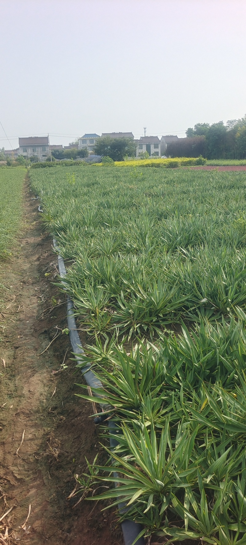 30冠剑麻，凤尾兰