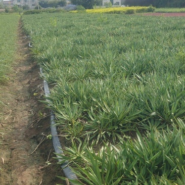 30冠剑麻，凤尾兰