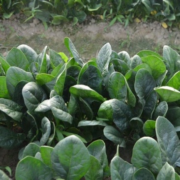 中菠109耐热耐寒菠菜种子耐抽苔直立性强半圆黑叶厚菠菜