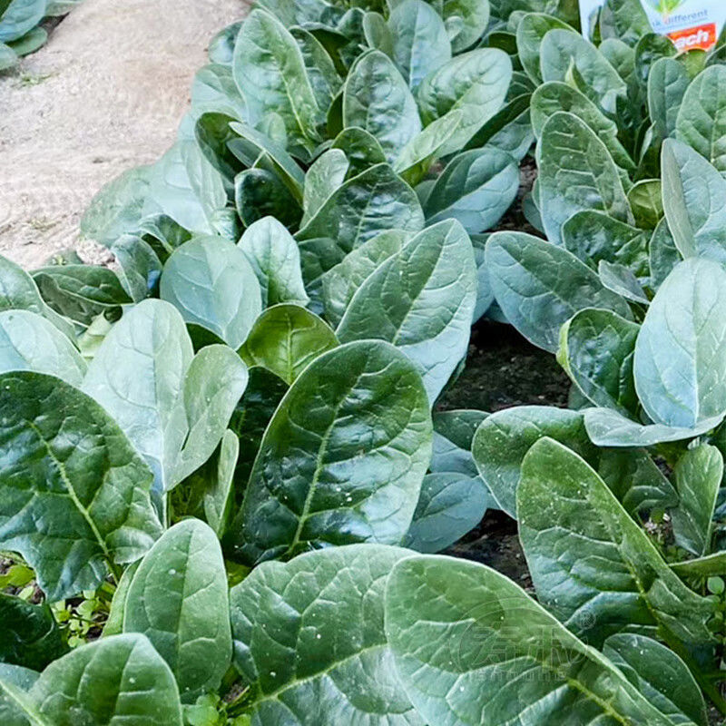 中菠109耐热耐寒菠菜种子耐抽苔直立性强半圆黑叶厚菠菜