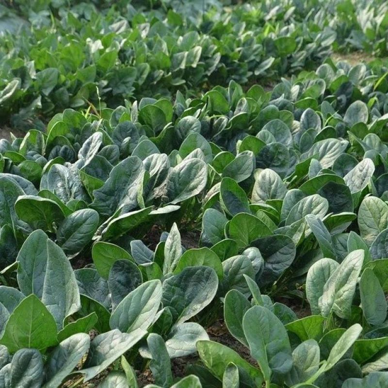 中菠109耐热耐寒菠菜种子耐抽苔直立性强半圆黑叶厚菠菜