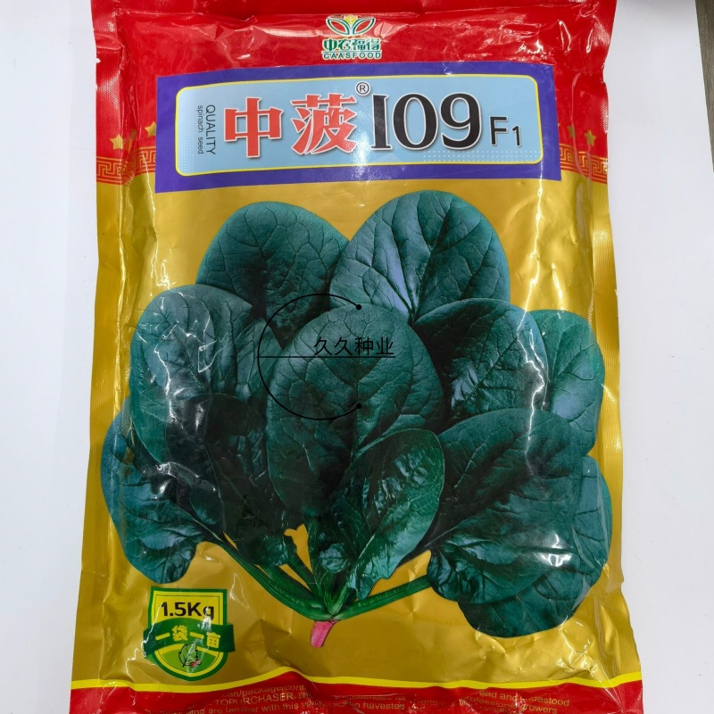 中菠109耐热耐寒菠菜种子耐抽苔直立性强半圆黑叶厚菠菜