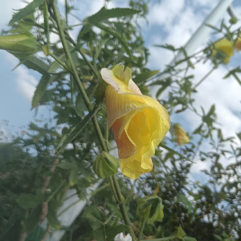 黄蜀葵
