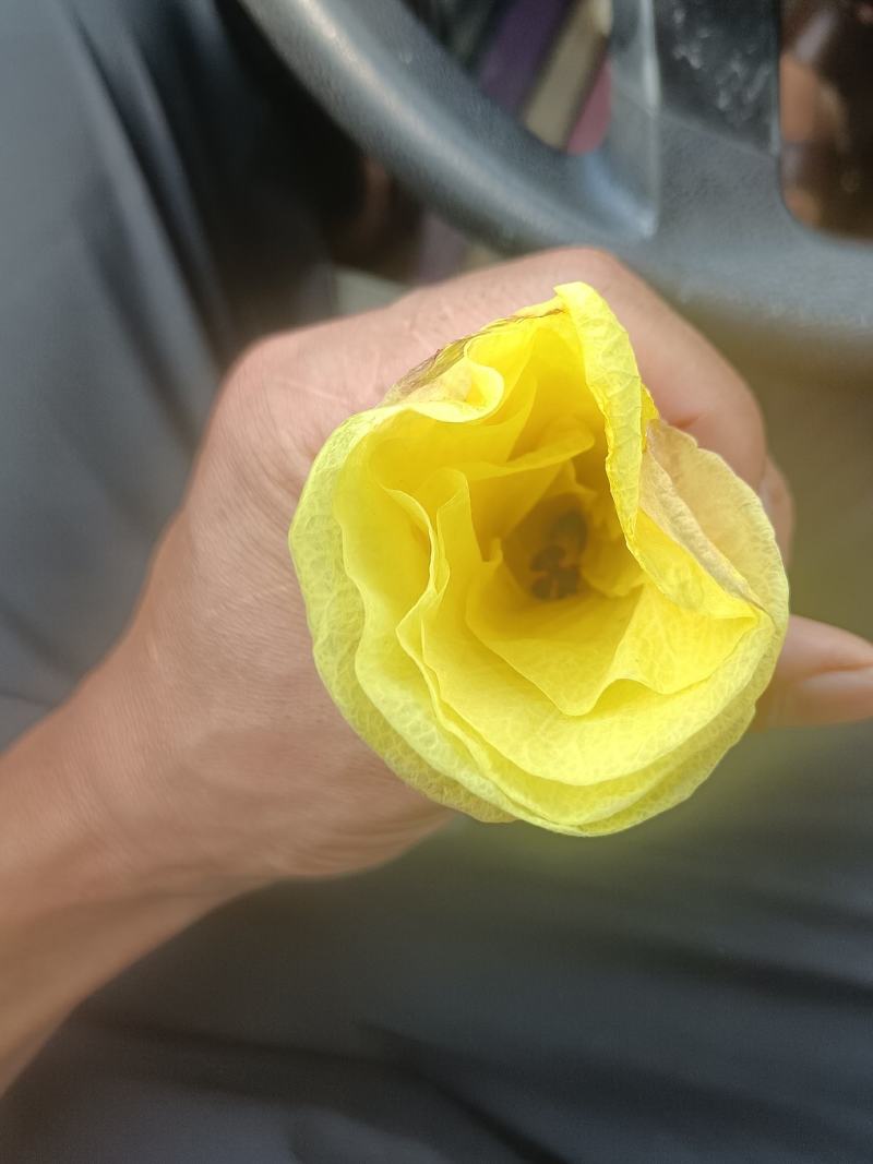 黄蜀葵