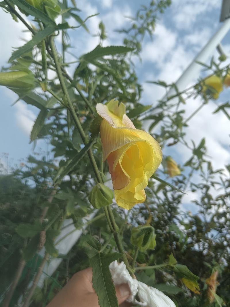 黄蜀葵