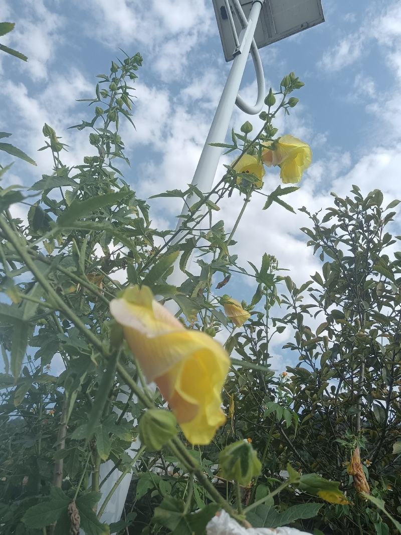 黄蜀葵