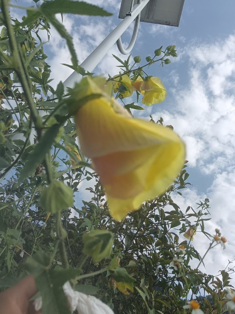 黄蜀葵