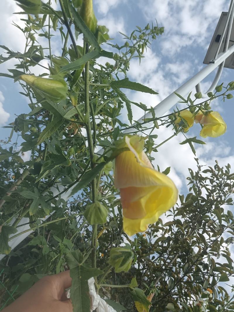 黄蜀葵
